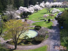 笹流ダムの桜