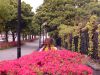 花に彩られた基坂