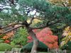 香雪園の日本庭園の紅葉
