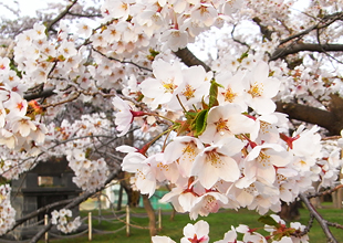 青葉ヶ丘公園の桜