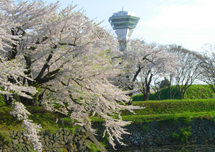函館 五稜郭公園の桜