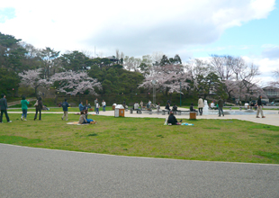 函館公園の桜