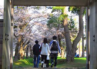 北斗市 松前藩戸切地陣屋跡の桜 ヘキリチジンヤアト