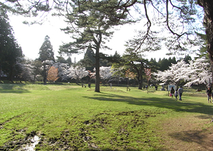 松前藩戸切地陣屋跡の桜