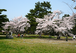松前藩戸切地陣屋跡の桜