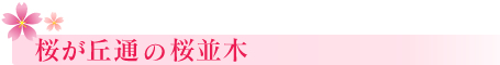 函館 桜が丘通の桜並木