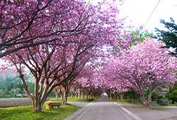 函館 石崎地主海神社の桜