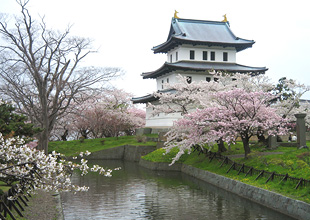 松前さくらまつり（松前町の桜）