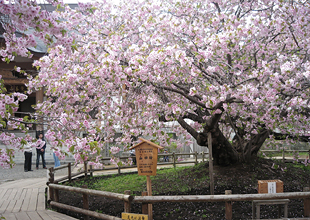 松前さくらまつり  松前の桜