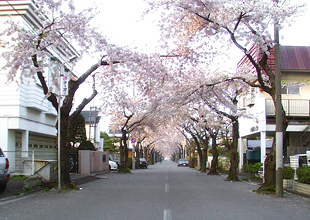 函館 桜が丘通の桜並木